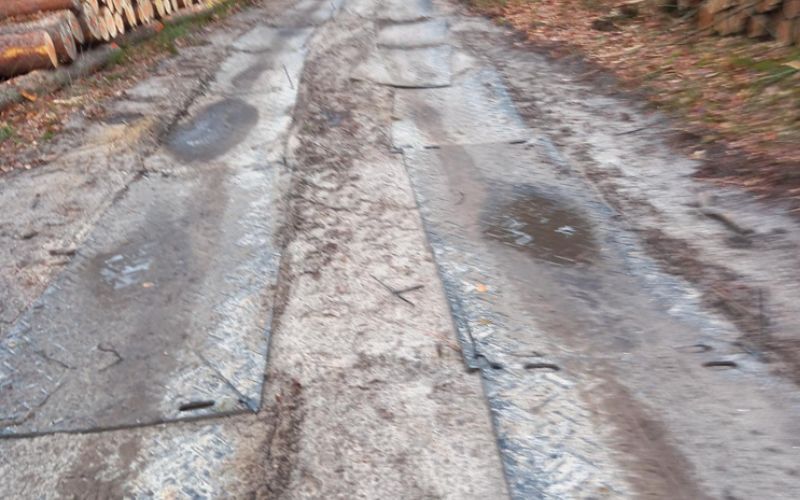 Polish state forests (1)